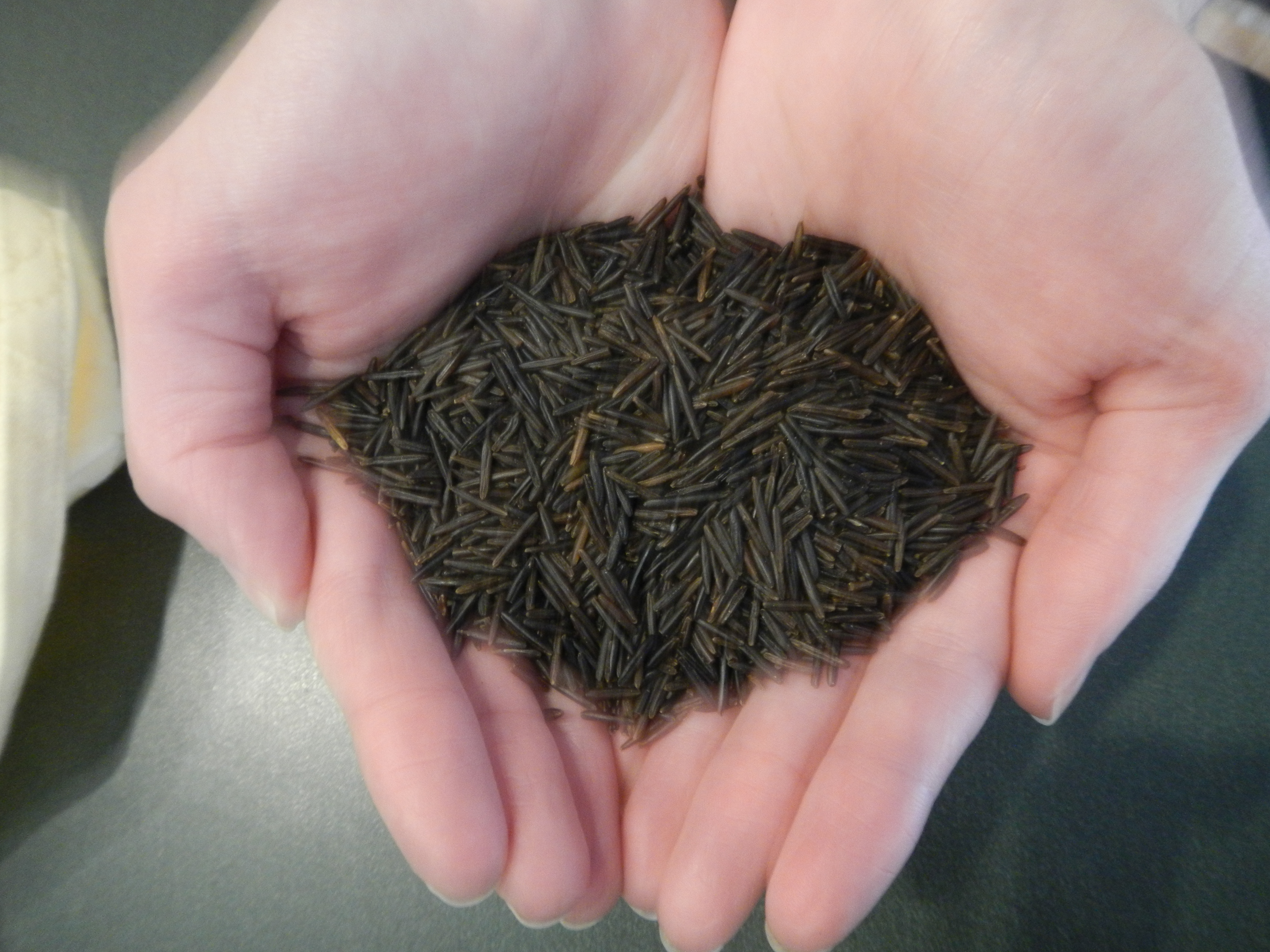 Image shows hands cupped around wild rice grains.
